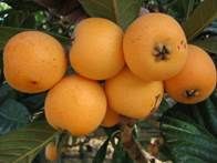 http://terapiasnaturalesya.com/wp-content/uploads/2014/12/nisper-1.jpg