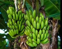 http://www.siap.gob.mx/opt/agricultura/monografias/Platano/platano-3.jpg
