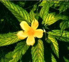 amiana: planta afrodisíaca