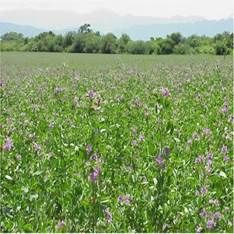 http://4.bp.blogspot.com/_JIgPRPBf2X0/S98m1-cPNOI/AAAAAAAAATw/KZdOKyTPY1s/s400/alfalfa.jpg