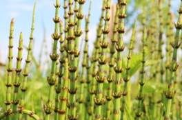 orsetail (Equisetum sp.) spring fresh stems against a blue sky