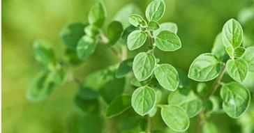 ntibioticos-sin-receta