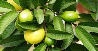 ncreíbles-beneficios-salud-hojas-guayaba