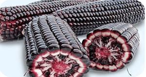eneficios-salud-maiz-morado