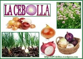 https://lpcdedios.files.wordpress.com/2012/10/cebolla-clws.jpg?w=500&h=359