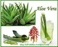 https://lpcdedios.files.wordpress.com/2012/10/1-aloe-sws.jpg?w=500&h=405