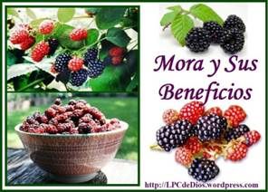 ulberry LPCdeDios