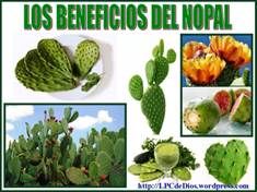 opales LPCdeDios 2