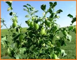 arbanzo plant