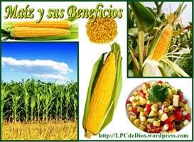 aiz LPCdeDios