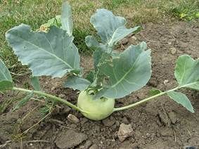 HD Macintosh:private:var:folders:y6:nsf3f4l511l976cdtp57sm7w0000gn:T:TemporaryItems:BrassicaOleraceaGongylodes.jpg