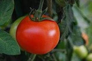 lanta de tomates