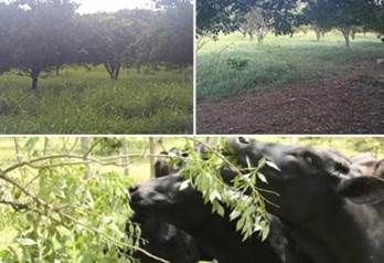 istemas silvopastoriles colombia
