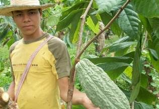ultivo cacao