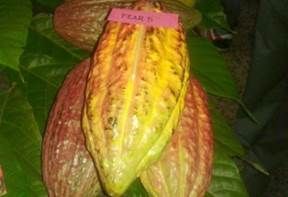 acao arauca colombia